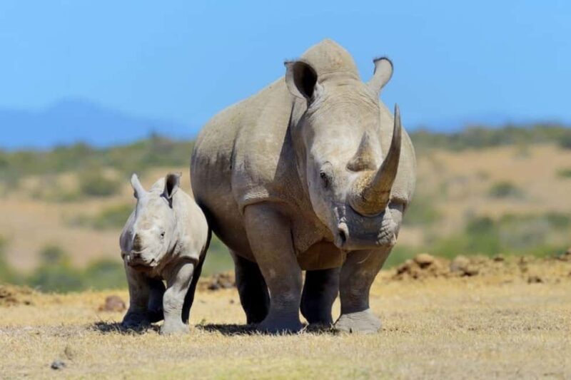 Overnight tour to OL Pejeta Conservancy - Exploring the Ol Pejeta Experience