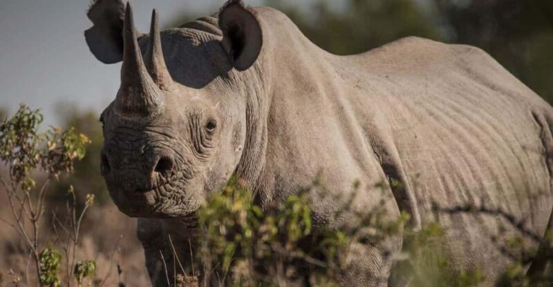 Overnight tour to OL Pejeta Conservancy - Why This Tour Is Worth It