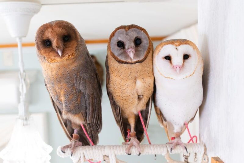 owl-cafe-tokyo-akiba-fukurou