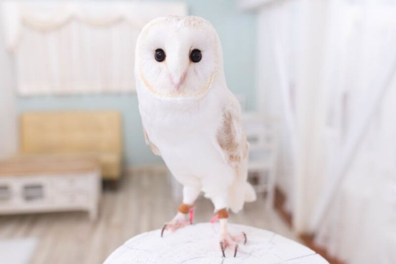 owl-cafe-tokyo-akiba-fukurou