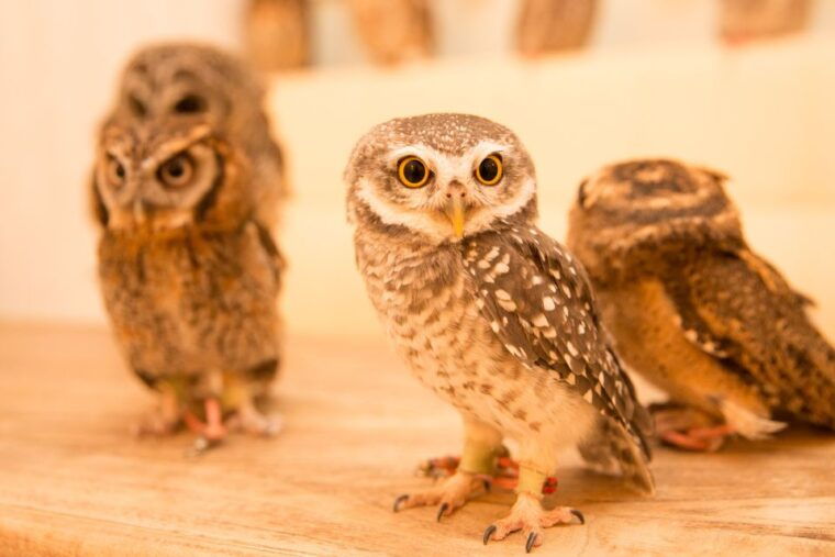 owl-cafe-tokyo-akiba-fukurou