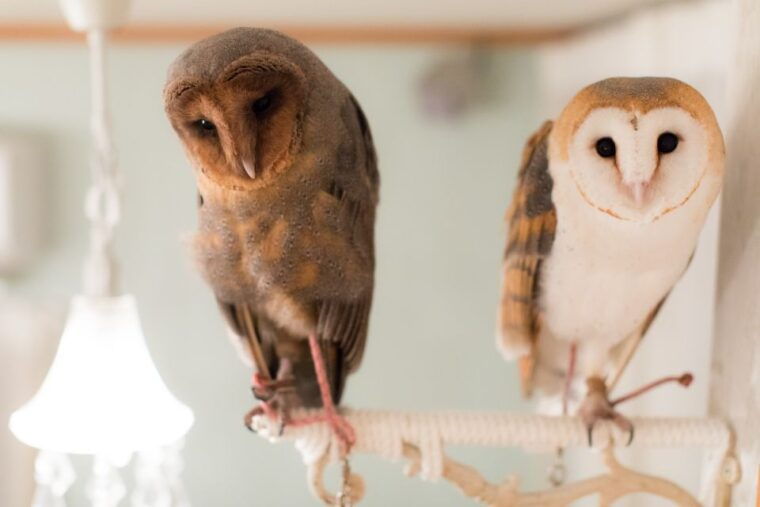 owl-cafe-tokyo-akiba-fukurou