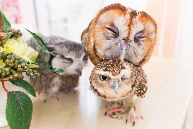owl-cafe-tokyo-akiba-fukurou