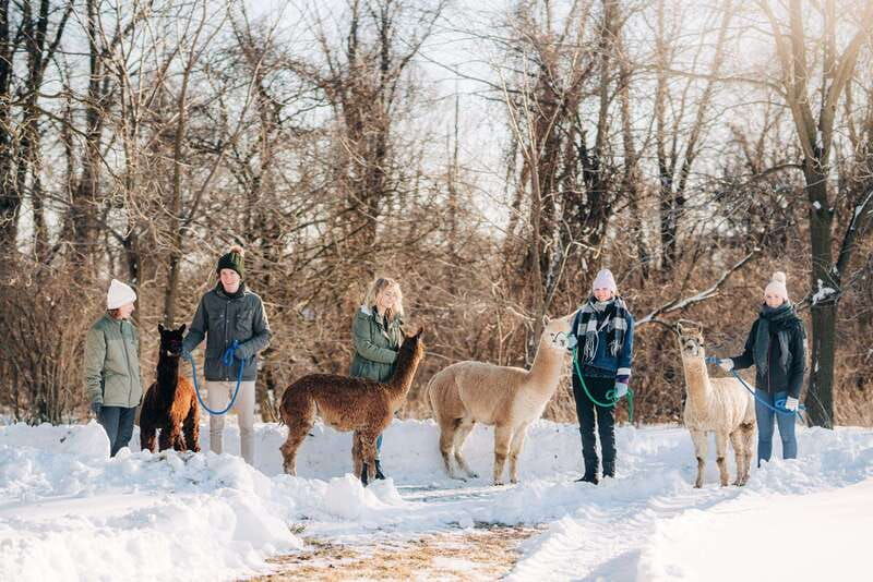 oxford-county-on-alpaca-farm-walk-learning-experience