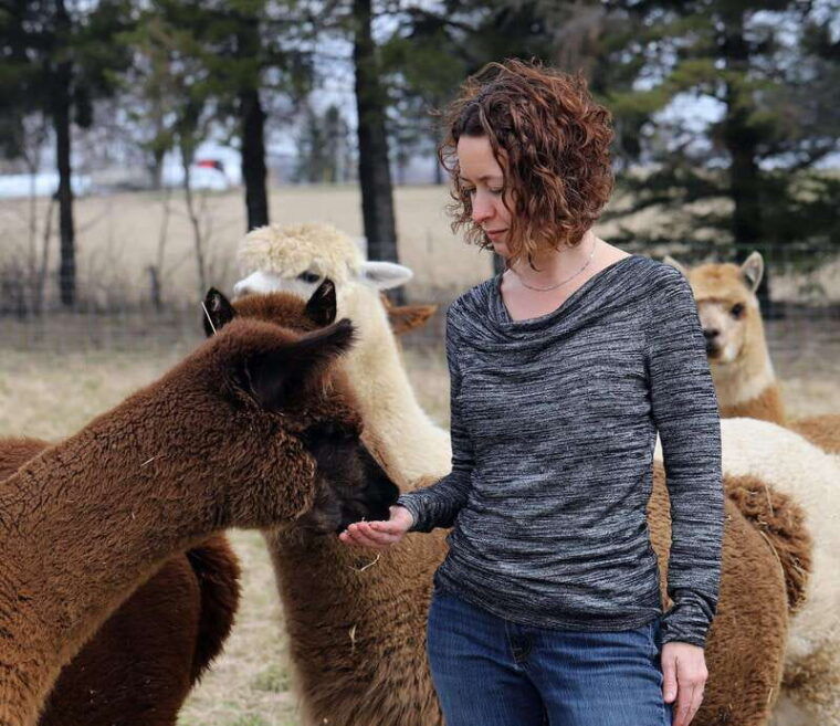 oxford-county-on-alpaca-farm-walk-learning-experience