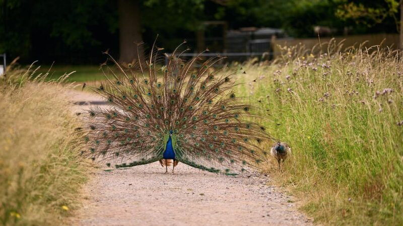 oxford-harcourt-arboretum-entry-ticket