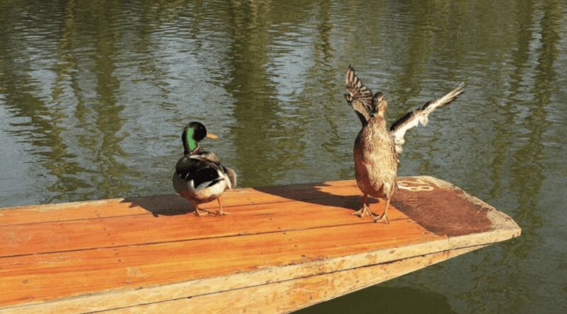 Oxford University : Punting - What to Expect from Your Oxford Punting Tour