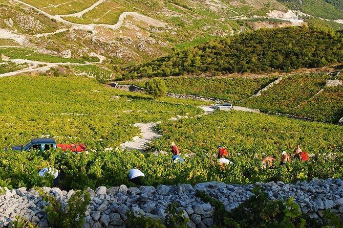 Oysters & Wine Tour From Dubrovnik (Small Group) - The Experience’s Strengths