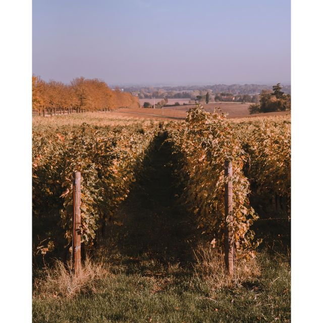 ozzano-emilia-guided-cellar-walking-tour-with-wine-tasting