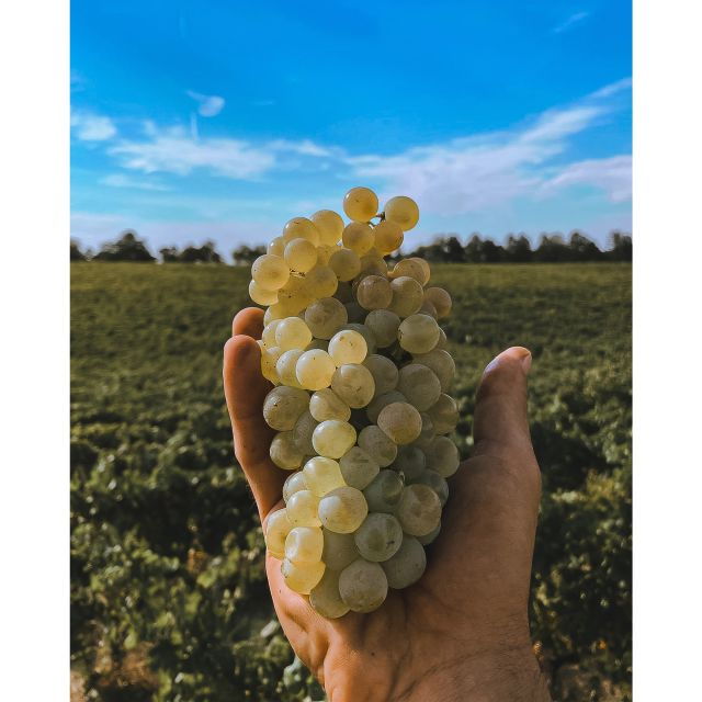 ozzano-emilia-guided-cellar-walking-tour-with-wine-tasting