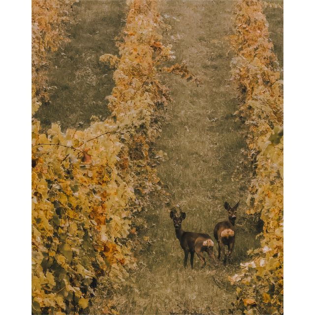 ozzano-emilia-guided-cellar-walking-tour-with-wine-tasting