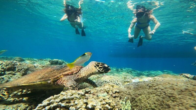 ozzy-snorkeling-3-islands-visit-baby-turtles
