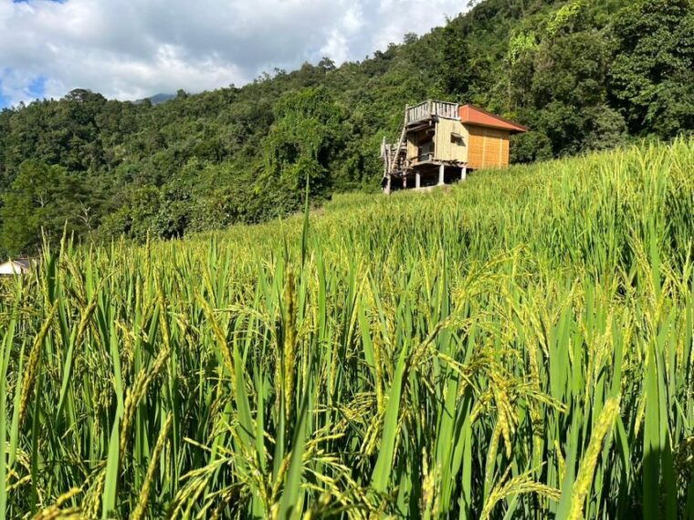 pa-pong-piang-rice-terraces-doi-inthanon-national-park