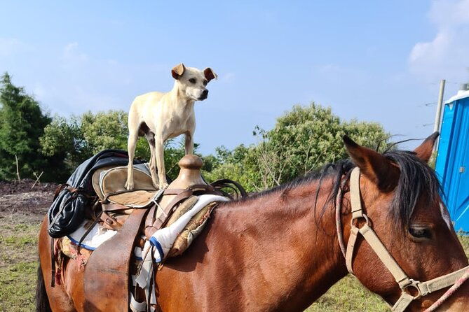 pacaya-volcano-luxury-sunset-horseback-riding-tour-dinner-cooked-by-lava-chef