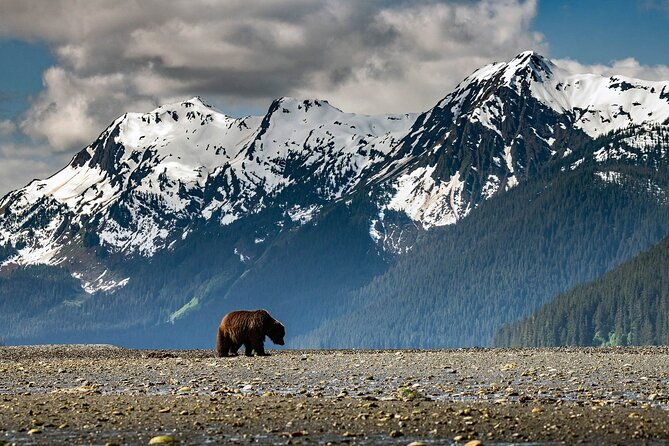 pack-creek-bear-viewing