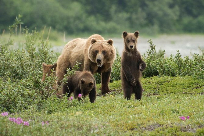 pack-creek-brown-bear-viewing-juneau-2