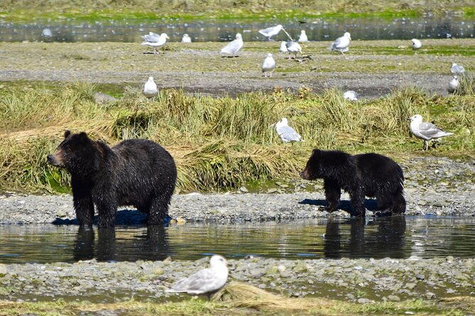 pack-creek-brown-bear-viewing-juneau-2