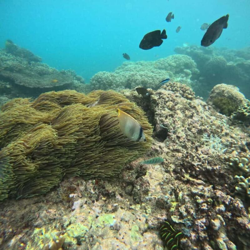 Padang Bai: Blue Lagoon Snorkeling Tour, Lunch & Transfer - An In-Depth Look at the Blue Lagoon Snorkeling Tour