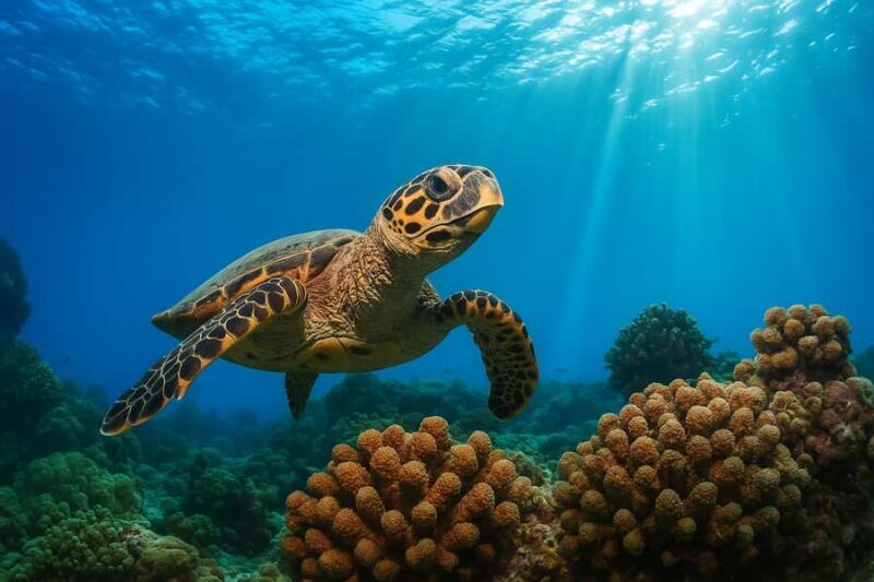 Padang Bai Snorkeling Trip with Lunch and Local Guide - Key Points