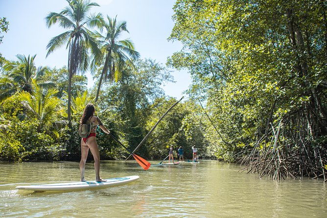 paddle-board-mangrove-tour