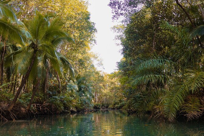 paddle-through-paradise-mangrove-kayak-adventure