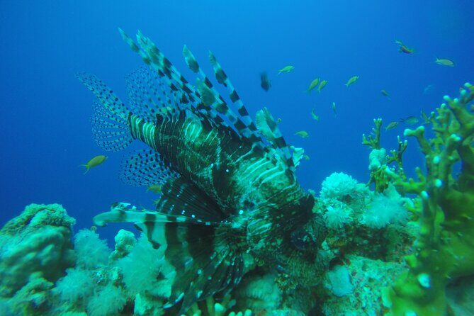 PADI 3 Days Open Water Course - FAQ