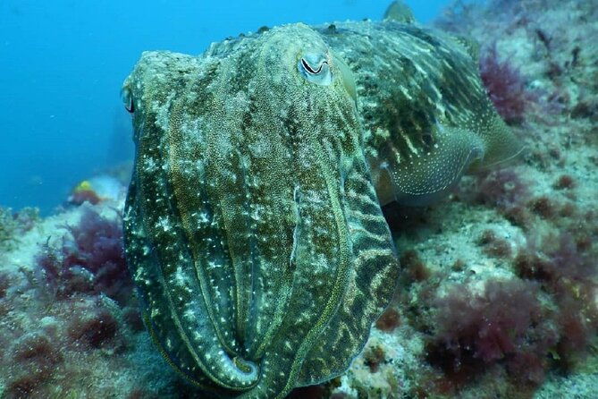 padi-advanced-diving-course-in-gran-canaria