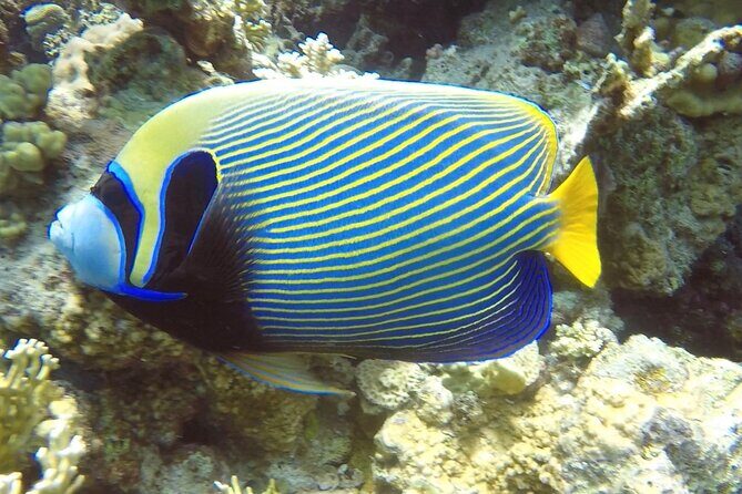 PADI Advanced Diving Course in Hurghada - Learn Scuba Diving - FAQ