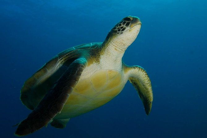 padi-advanced-open-water-diver-course-aowd-2