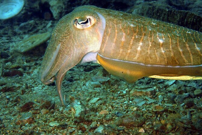 PADI Discover Scuba 3 Times Diving Phuket - An In-Depth Look at the Phuket Scuba Experience