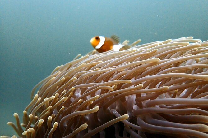 PADI Discover Scuba 3 Times Diving Phuket - FAQs