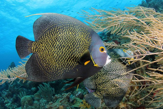 padi-discover-scuba-dive-at-5-star-dive-center-blue-bay-dive-curacao