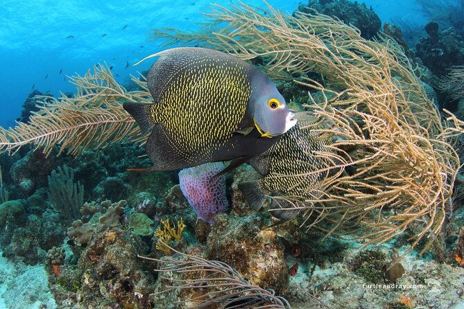 padi-discover-scuba-dive