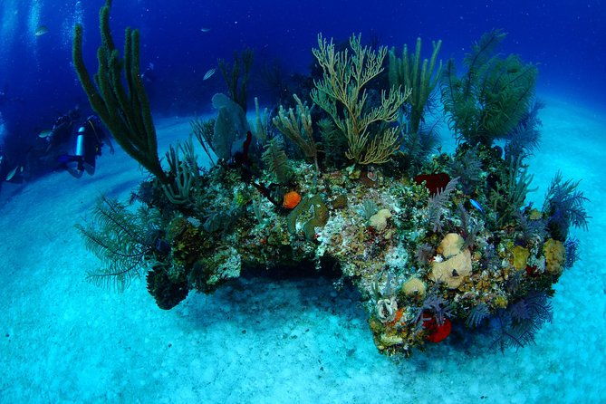 padi-discover-scuba-diving-and-day-pass-in-freeport