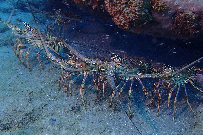 padi-discover-scuba-diving-at-champagne-reef-dominica