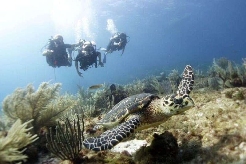 PADI Discover Scuba Diving for divers without certification - An In-Depth Look at the Experience