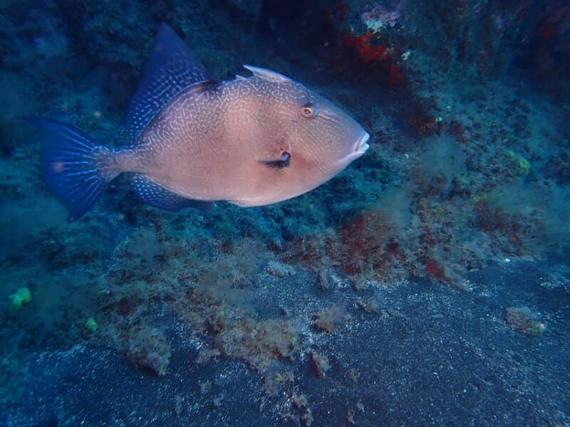 padi-discover-scuba-diving-los-cancajos-la-palma