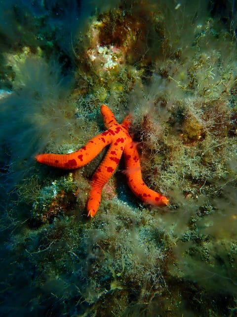 padi-discover-scuba-diving-los-cancajos-la-palma