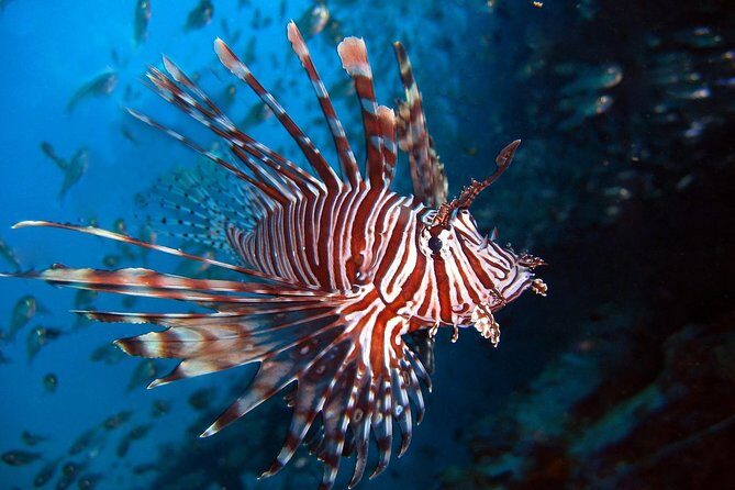 PADI Dive Divemaster - The Core Components of the Course