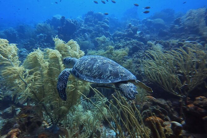 padi-open-water-course-in-3-days