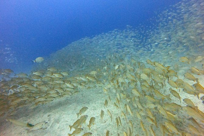 padi-open-water-course-in-costa-adeje