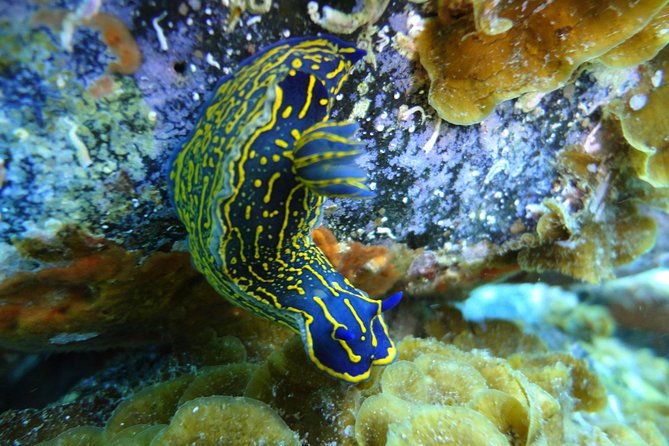 padi-open-water-course-in-costa-adeje