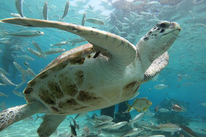 padi-open-water-course-in-curacao