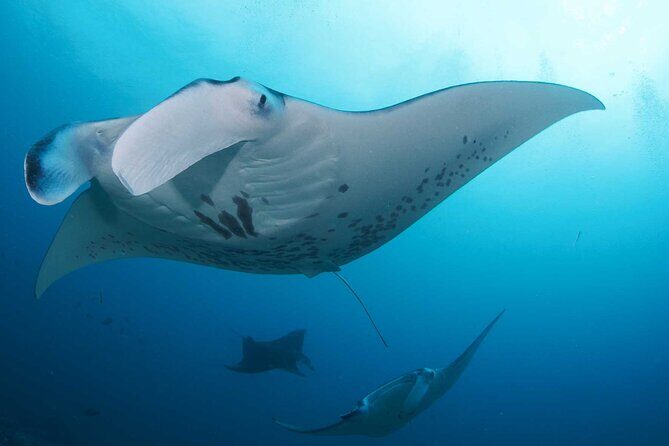 PADI Open water Course in Lembongan - Get certified & dive anywhere in the world - FAQ