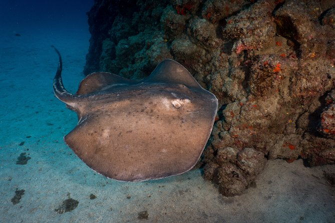 padi-open-water-course-in-playa-de-las-americas