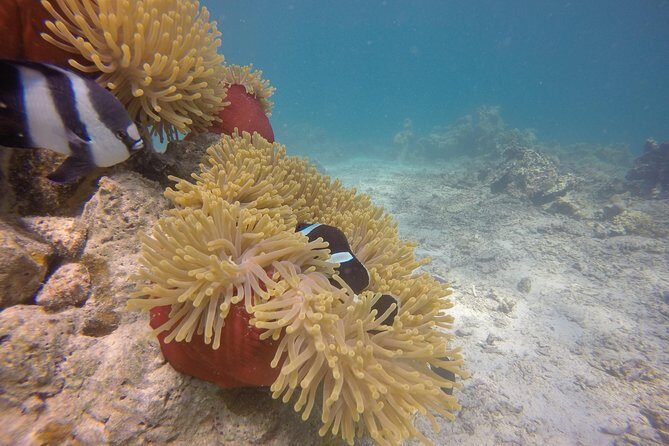 Padi Open Water Diver Course - FAQs