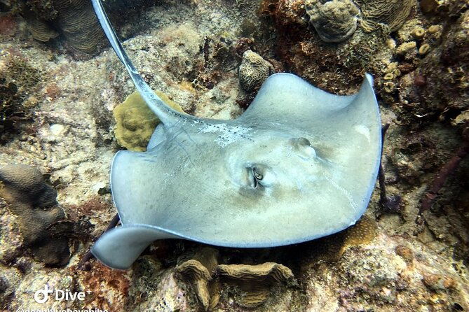 padi-open-water-diver-course-in-bayahibe
