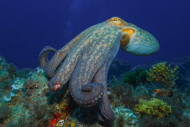 padi-open-water-diver-course-owd