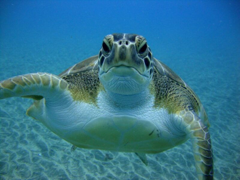 padi-open-water-diving-course-tenerife