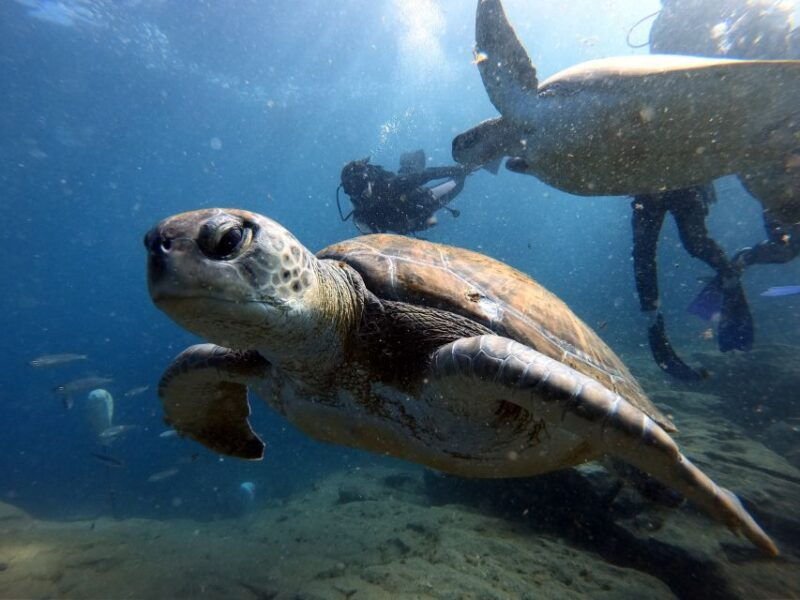 padi-open-water-diving-course-tenerife